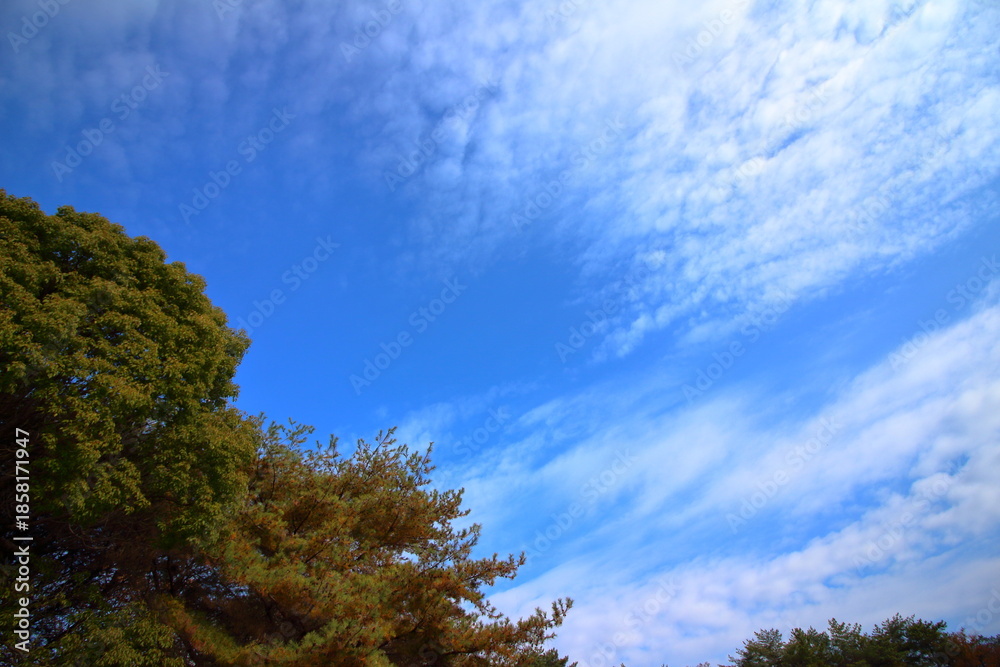 Obraz premium 秋空の青と植物の緑