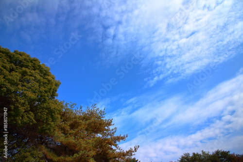 秋空の青と植物の緑