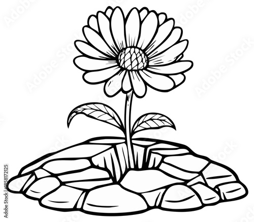 Black and white illustration of a daisy flower growing from cracked stone