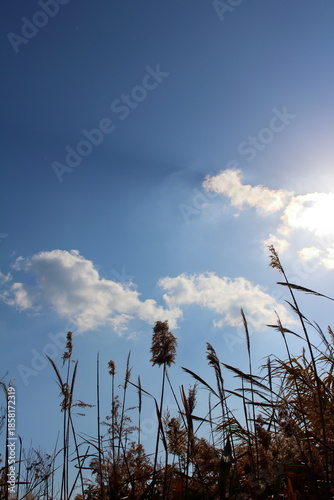 まっすぐ伸びる雑草と雲に隠れた太陽