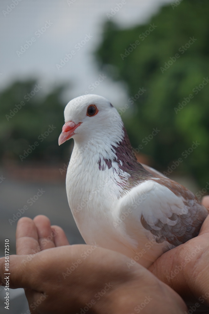 Obraz premium Close-up photo of a beautiful white and brown dove being held.