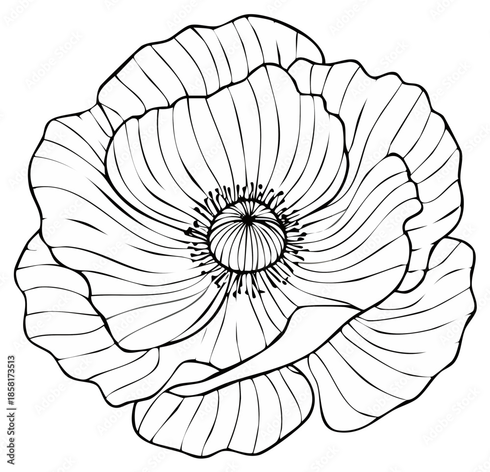 Obraz premium Detailed Line Art of a Poppy Flower Blossom with Striking Floral Patterning and Delicate Petals