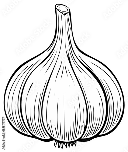 Illustration of a single garlic bulb, black and white line art, for cooking and food.