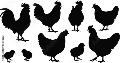 Decorative rooster silhouette set, black chicken and cock bird collection with ornamental details and open wings, farm poultry vector illustration isolated on white.