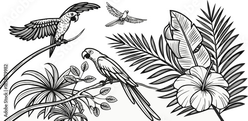 A detailed illustration in a black and white, engraved style depicts several elements of a tropical scene. The main subjects are three parrots; one is perched on a branch, in a three-quarter profile f