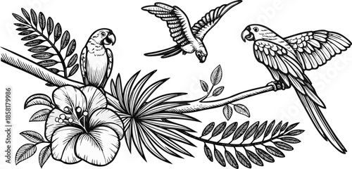 A detailed illustration in a black and white, engraved style depicts several elements of a tropical scene. The main subjects are three parrots; one is perched on a branch, in a three-quarter profile f