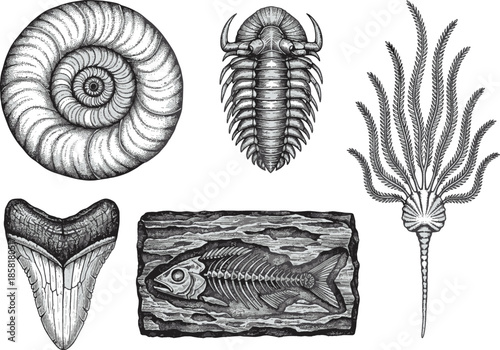 A fascinating collection of ancient fossils, each with intricate details, showcasing the wonders of prehistoric life and the Earth's geological history.
