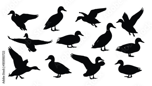 Silhouette collection of ducks in various poses and flight patterns