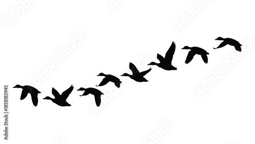 A flock of birds in flight silhouetted against a plain white background
