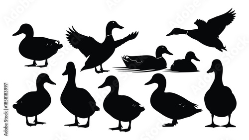 Silhouettes of ducks in various poses showcasing different body orientations