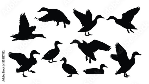 Silhouettes of flying ducks in various poses a simple monochrome illustration