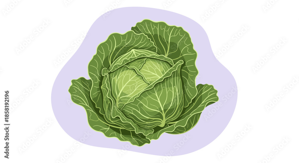 Fototapeta premium Fresh green cabbage head with detailed leaves and veins, shown as a vibrant cartoon illustration against a light purple organic backdrop.