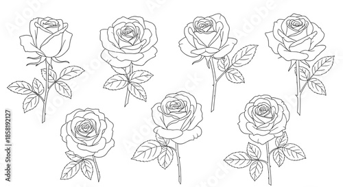 Collection of elegant rose flower line art illustrations in various stages of bloom from buds to full flowers.