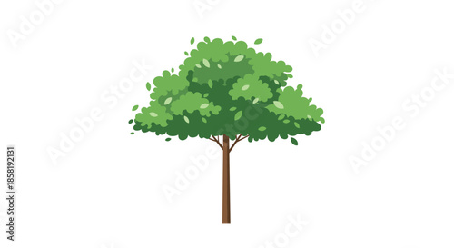 Full green tree with a dense canopy of leaves and a slender brown trunk standing on a clean white background illustration.