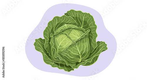 Fresh green cabbage head with detailed leaves and veins, shown as a vibrant cartoon illustration against a light purple organic backdrop.