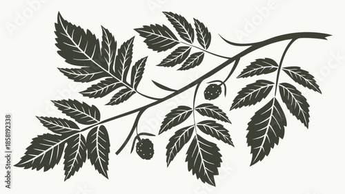 Vintage Woodcut Illustration of Rowan Branch with Berries Decorative Botanical Engraving Element for Organic Product Packaging and Design