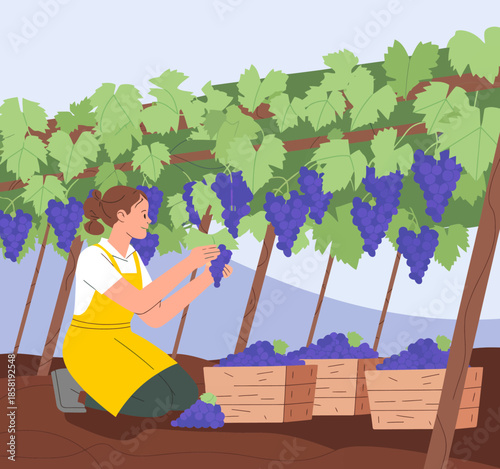 A woman in an apron meticulously picks ripe grapes in a vineyard, representing hard work and the joy of harvesting, set against a backdrop of beautiful greenery and rows of vines.