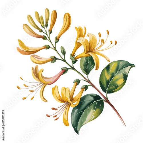 An elegant illustration of yellow honeysuckle flowers with rich green leaves highlights the beauty of nature and the intricate details found in botanical art.