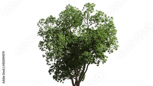3D realistic tree isolated on white with alpha channel to be used for architecture visualization or motion graphics.