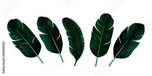 A collection of vibrant green banana leaves arranged on a white background