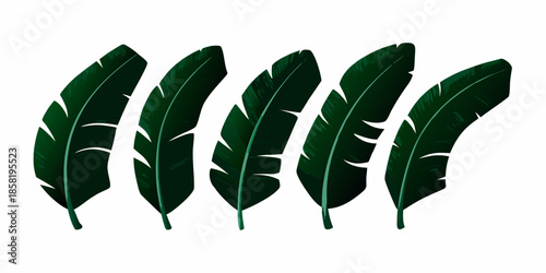 A collection of dark green banana leaves arranged in a horizontal row