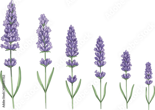Lavender flower illustration set with blooming botanical herbs in soft realistic flat style for aromatherapy, natural cosmetics, wellness branding, and floral design projects