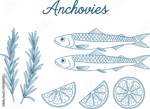 Anchovies seafood illustration set with fish, lemon slices, and herbs in vintage hand drawn style for menu design, packaging, recipes, and culinary branding