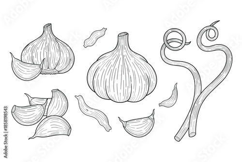 Garlic monochrome line art vector drawing set bulb cloves and plants organic food.