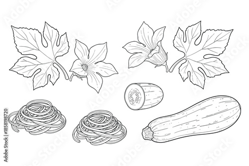 Zucchini vegetable with flower and raw pasta nest engraving style vector illustration.