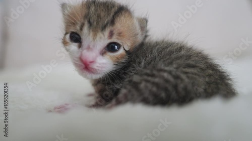 Little newborn beautiful cat  slow motion