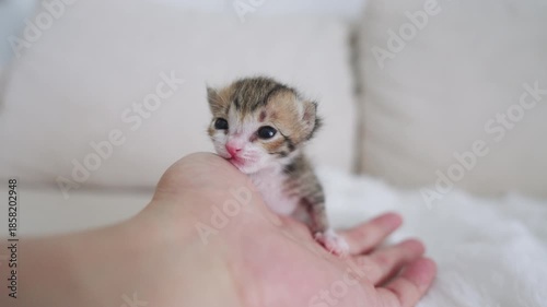 Little newborn beautiful cat  slow motion