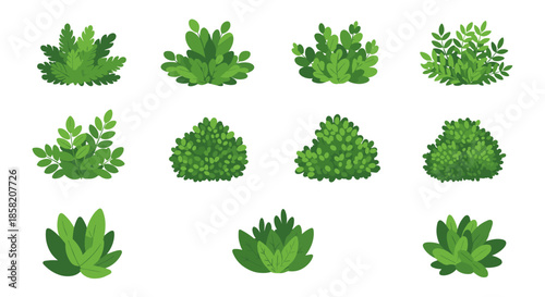 Comprehensive collection of diverse green bushes, shrubs, and leafy plants in various shapes and sizes for garden landscape design.