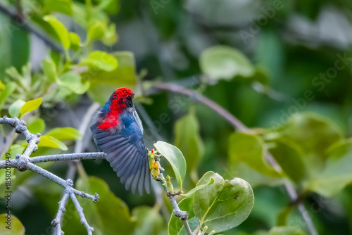 The Scarlet-backed Flowerpecker on a branch