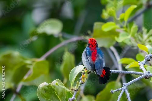 The Scarlet-backed Flowerpecker on a branch
