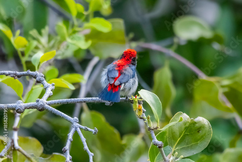 The Scarlet-backed Flowerpecker on a branch