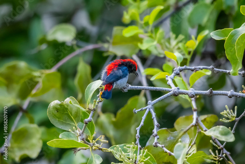 The Scarlet-backed Flowerpecker on a branch