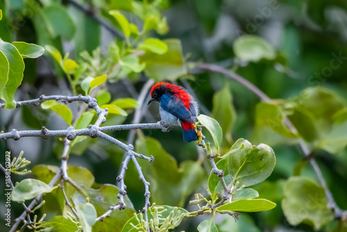 The Scarlet-backed Flowerpecker on a branch