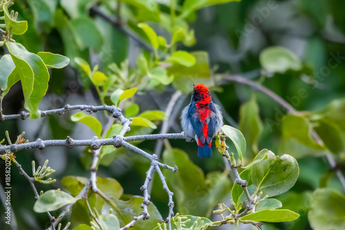 The Scarlet-backed Flowerpecker on a branch