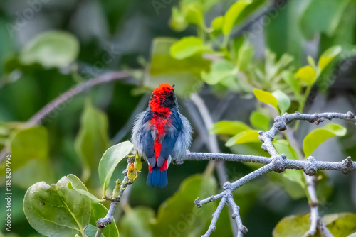 The Scarlet-backed Flowerpecker on a branch
