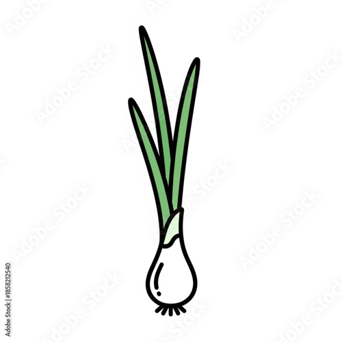 Fresh organic spring onion vegetable with green leaves isolated on white background, a healthy raw plant ingredient and garden herb for vegetarian food
