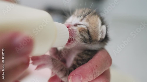 Close up of feeding newborn cute  cat with a bottle of kitten milk 