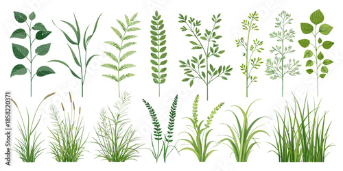 Variety of green plants and grasses on white background