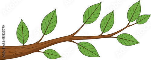 Green tree branch with fresh leaves illustration isolated on white background for nature design projects