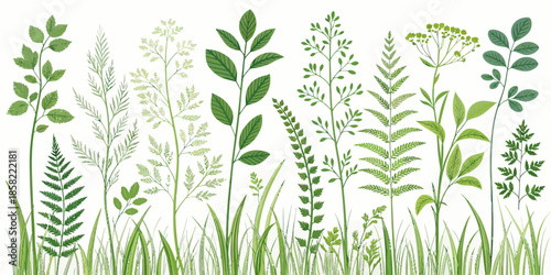 Variety of green plants and grasses on white background