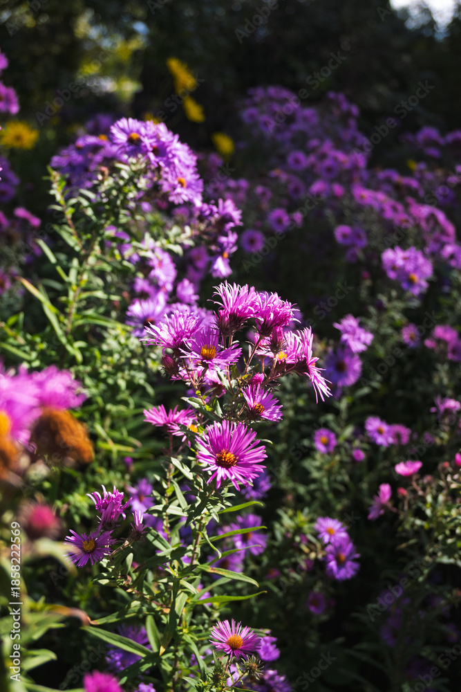 Obraz premium Asters pourpres vibrants et verge d'or jaune dans un jardin d'automne fleuri