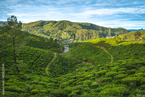 scenery of tea plantation in Haputale, Hill Country, sri lanka