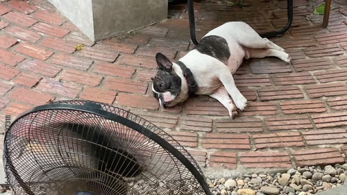 French Bulldog Cooling Off in Front of Electric Fan on Patio Da Nang 20.09.2025 Vietnam