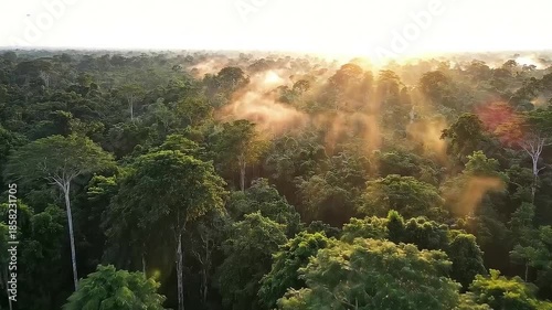 An aerial view captures the breathtaking expanse of a dense tropical rainforest with mystical mist and golden sun rays piercing through the canopy at sunrise.