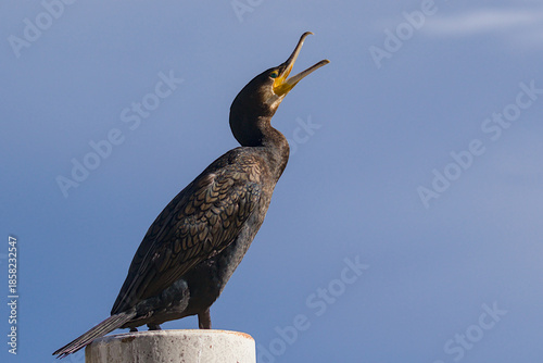 A dark cormorant perches on a post under a clear blue sky. The magnificent aquatic bird opens its yellow beak wide to release a loud and echoing call. The scene captures alert wildlife behavior.