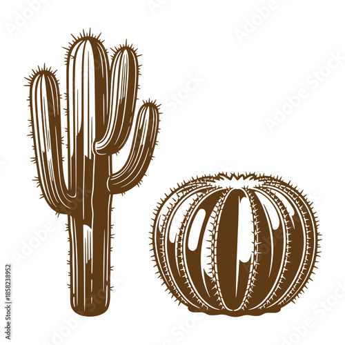 Vintage Brown cactus and prickly pear illustrations on white background  desert plants